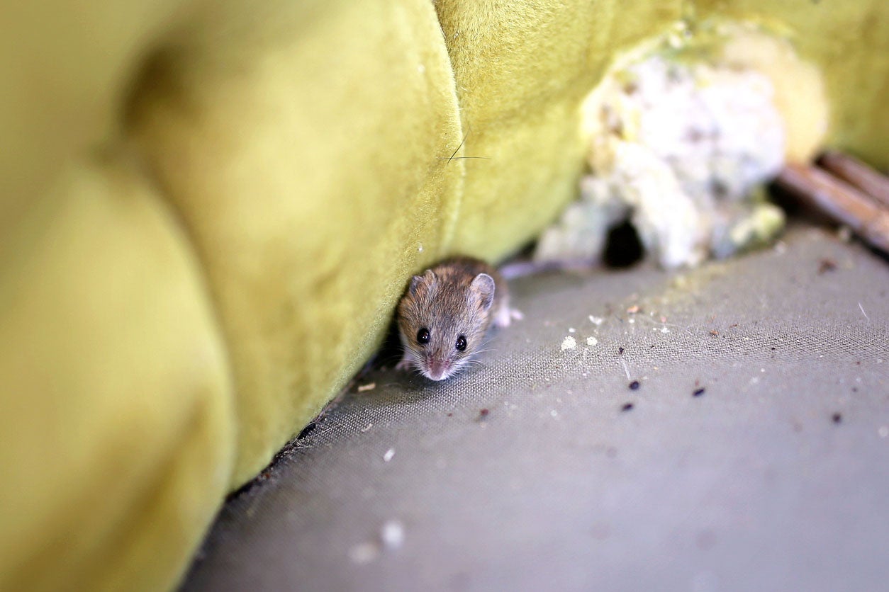老鼠大便圖片 – Debugg