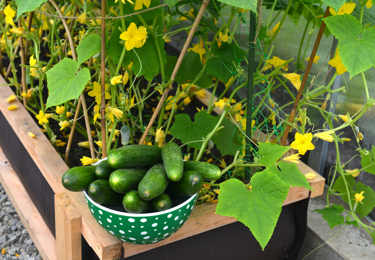 How to Grow Cucumbers Bob Vila 开云体育平台官网下载安卓